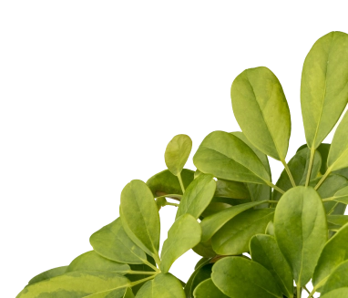 Garcin Elagage Elagage Vaucluse Background