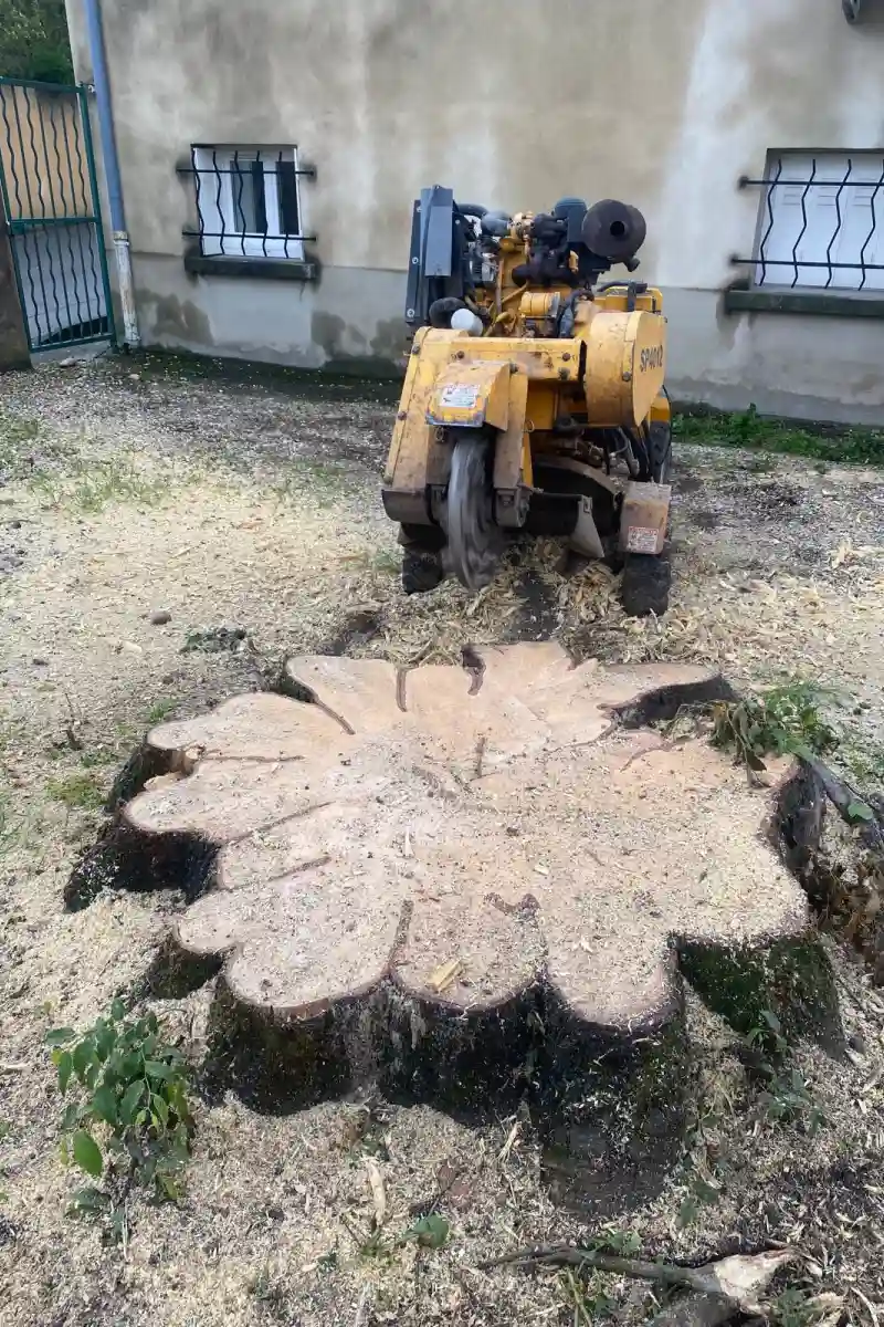 Garcin Elagage Elagage Vaucluse Realisation 29 1