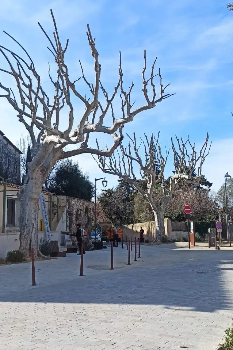 Garcin Elagage Elagage Vaucluse Realisation 34 1